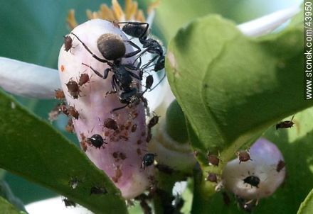 Hormigas negras criando pulgones en una flor de limonero - Fauna - IMÁGENES VARIAS. Foto No. 43950