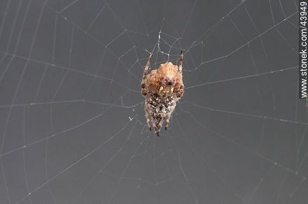 Spider weaving its web - Fauna - MORE IMAGES. Photo #43949