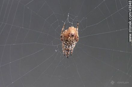 Spider weaving its web - Fauna - MORE IMAGES. Photo #43948