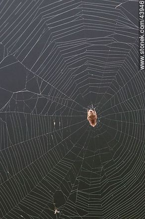 Spider weaving its web - Fauna - MORE IMAGES. Photo #43946