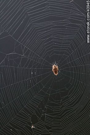 Spider weaving its web - Fauna - MORE IMAGES. Photo #43945
