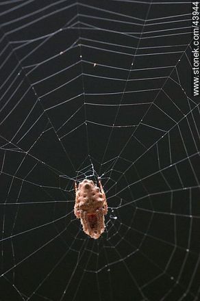 Spider weaving its web - Fauna - MORE IMAGES. Photo #43944