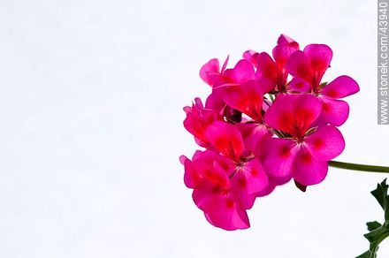 Fuchsia geranium flower  - Flora - MORE IMAGES. Photo #43940