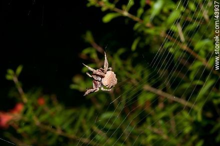 Spider weaving its web - Fauna - MORE IMAGES. Photo #43937