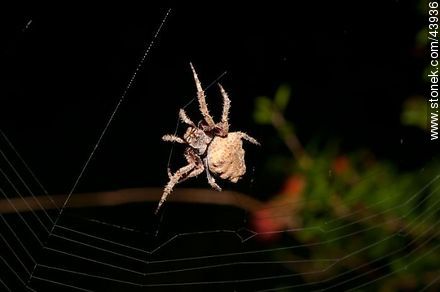 Spider weaving its web - Fauna - MORE IMAGES. Photo #43936