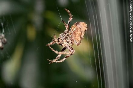 Spider weaving its web - Fauna - MORE IMAGES. Photo #43932