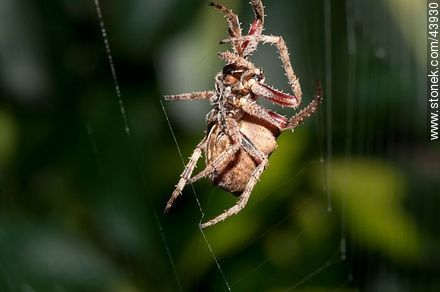 Spider weaving its web - Fauna - MORE IMAGES. Photo #43930