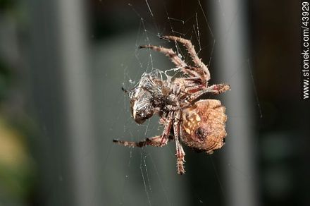 Spider weaving its web - Fauna - MORE IMAGES. Photo #43929