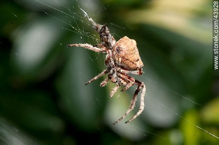 Spider weaving its web - Fauna - MORE IMAGES. Photo #43928
