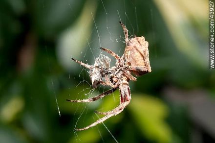 Spider weaving its web - Fauna - MORE IMAGES. Photo #43927