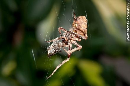 Araña tejiendo su tela con una presa - Fauna - IMÁGENES VARIAS. Foto No. 43926