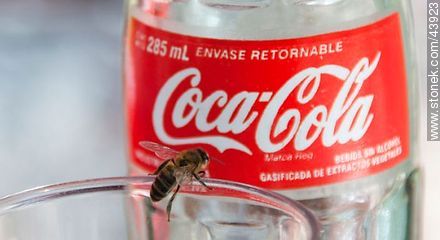 Bee and Coca-Cola -  - MORE IMAGES. Photo #43923