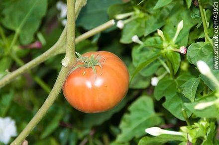 Tomatoe - Flora - MORE IMAGES. Foto No. 43921