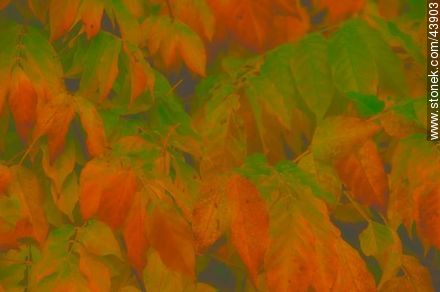 Hojas de glicina en otoño - Flora - IMÁGENES VARIAS. Foto No. 43903