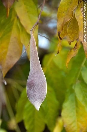 Glycine bean - Flora - MORE IMAGES. Foto No. 43902