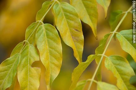 Hojas de glicina en otoño - Flora - IMÁGENES VARIAS. Foto No. 43899
