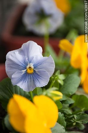 Viola celeste - Flora - IMÁGENES VARIAS. Foto No. 43897