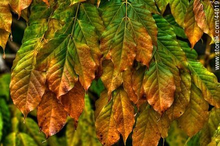Glycine autumn leaves - Flora - MORE IMAGES. Foto No. 44019