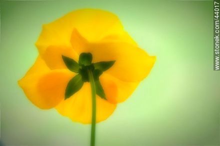 Viola amarilla - Flora - IMÁGENES VARIAS. Foto No. 44017