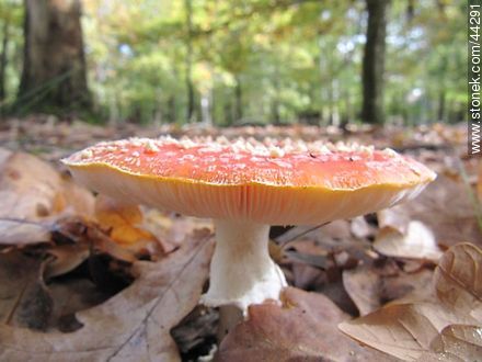 Amanita muscaria - Flora - IMÁGENES VARIAS. Foto No. 44291