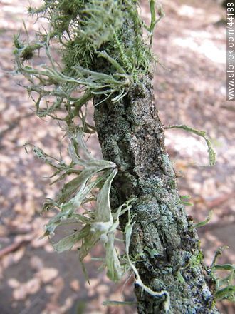 Lichens - Flora - MORE IMAGES. Foto No. 44188