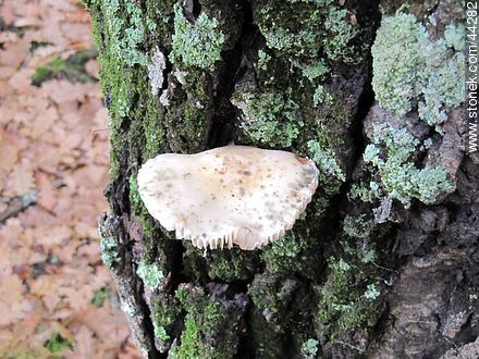 Hongo parásito de un roble - Flora - IMÁGENES VARIAS. Foto No. 44282