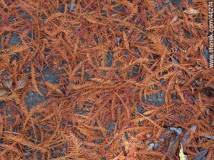 Red fallen leaves bald cypress -  - MORE IMAGES. Photo #44274