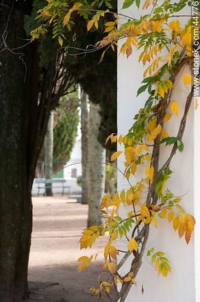 Glicina de otoño - Departamento de Florida - URUGUAY. Foto No. 44776
