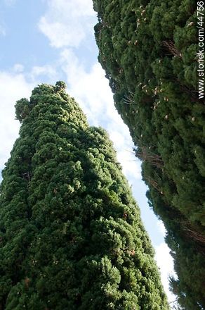 Cypress - Flora - MORE IMAGES. Foto No. 44756