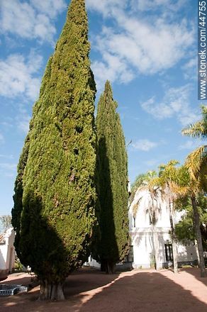 Cypress - Department of Florida - URUGUAY. Photo #44755