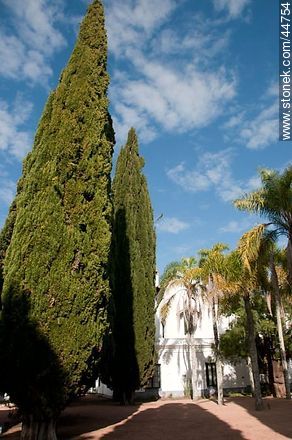 Cypress - Department of Florida - URUGUAY. Foto No. 44754