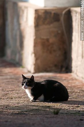 Domestic cat - Department of Florida - URUGUAY. Photo #44450