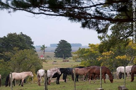 Horses - Department of Florida - URUGUAY. Foto No. 44595