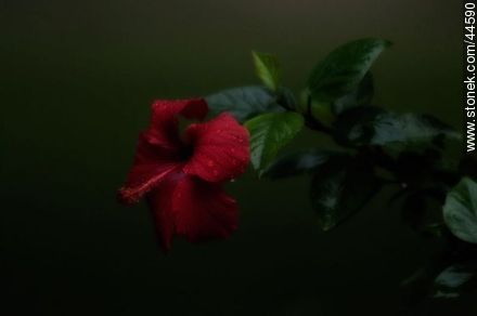 Hibisco de flor roja. - Flora - IMÁGENES VARIAS. Foto No. 44590