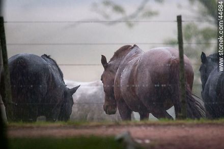 Horses under the rain - Fauna - MORE IMAGES. Photo #44684