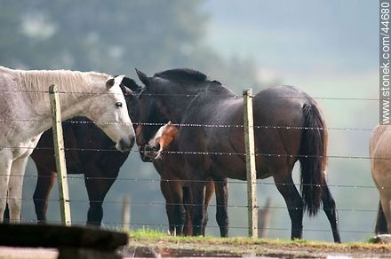 Horses under the rain - Fauna - MORE IMAGES. Photo #44680
