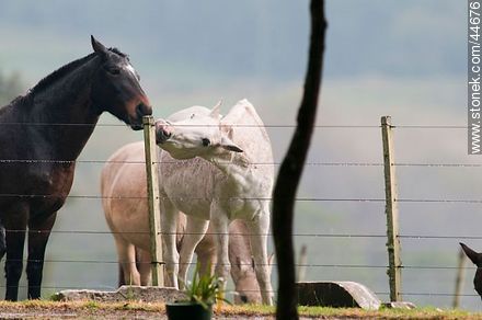 Playing horses - Fauna - MORE IMAGES. Photo #44676