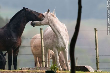 Playing horses - Fauna - MORE IMAGES. Photo #44675