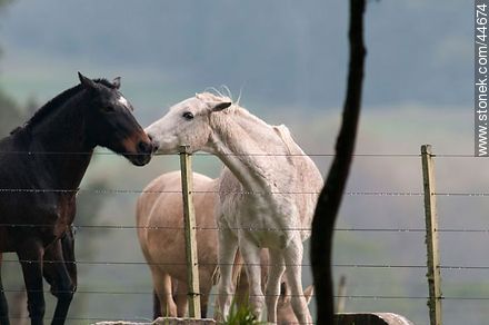 Playing horses - Fauna - MORE IMAGES. Photo #44674
