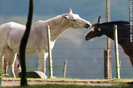 Playing horses - Fauna - MORE IMAGES. Photo #44670