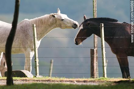 Playing horses - Fauna - MORE IMAGES. Photo #44669