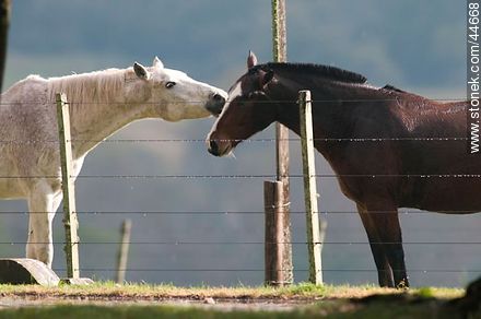 Playing horses - Fauna - MORE IMAGES. Photo #44668