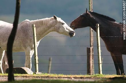 Playing horses - Fauna - MORE IMAGES. Photo #44667