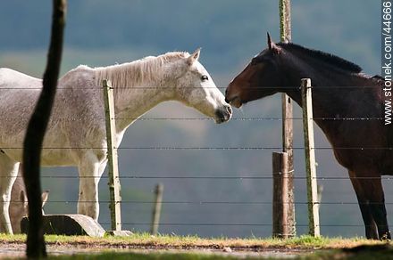 Playing horses - Fauna - MORE IMAGES. Photo #44666