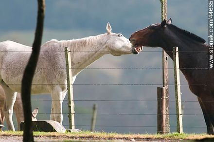Playing horses - Fauna - MORE IMAGES. Photo #44665