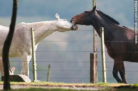 Playing horses - Fauna - MORE IMAGES. Photo #44664
