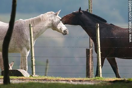 Playing horses - Fauna - MORE IMAGES. Photo #44663