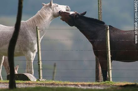 Playing horses - Fauna - MORE IMAGES. Photo #44662