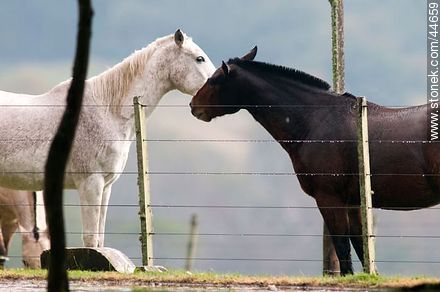 Playing horses - Fauna - MORE IMAGES. Photo #44659