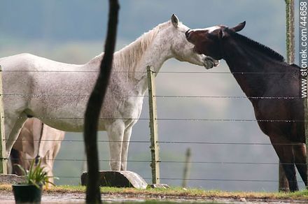 Playing horses - Fauna - MORE IMAGES. Photo #44658